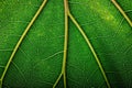 background natural texture green foliage, leaf macro structure Royalty Free Stock Photo