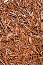 Background of natural wood shavings Royalty Free Stock Photo