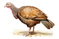 Wild wildlife tail bird nature turkey animal background avian thanksgiving poultry male feather gobbler