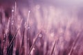 Background nature, background bokeh, grass Royalty Free Stock Photo