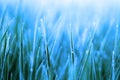 Background nature, background bokeh, grass Royalty Free Stock Photo