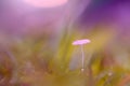 Background nature, background bokeh, grass Royalty Free Stock Photo