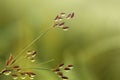 Background nature, background bokeh, grass