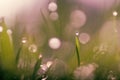 Background nature, background bokeh, grass Royalty Free Stock Photo