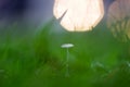 Background nature, background bokeh, grass Royalty Free Stock Photo
