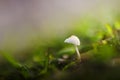Background nature, background bokeh, grass Royalty Free Stock Photo