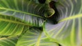 Background nature of a close-up of abstract calathea Ornata leaf with the pattern. It looks like a curl or roll in the middle of