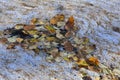Background nature of fallen autumn leaves of birch on the water surface of the foam Royalty Free Stock Photo