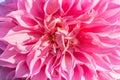 Background nature Flower dahlia Orange,pink flowers Royalty Free Stock Photo