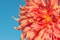 Background nature Flower dahlia Orange,pink flowers Royalty Free Stock Photo