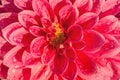 Background nature Flower dahlia Orange,pink flowers Royalty Free Stock Photo