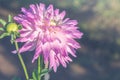 Background nature Flower dahlia Orange,pink flowers Royalty Free Stock Photo