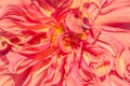 Background nature Flower dahlia Orange,pink flowers Royalty Free Stock Photo