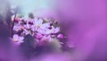 Background nature Flower mexican aster pink. background flower blur. wallpaper Flower, Space for text. Sulfur Cosmos. pink Cosmos