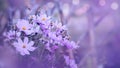 Background nature Flower mexican aster. purple flowers. background blur. wallpaper Flower, Space for text