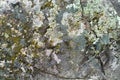 Nature background. Moss, fungus on stone closeup . Relief and texture of stone with patterns and moss. Stone natural Royalty Free Stock Photo