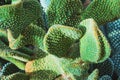 Background nature. Natural background Cactus Garden Many species.Opuntia microdasys Royalty Free Stock Photo