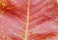 Background nature red leave on background white Royalty Free Stock Photo