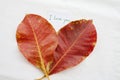 Background nature red leave on background white Royalty Free Stock Photo