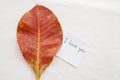 Background nature red leave on background white Royalty Free Stock Photo