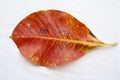 Background nature red leave on background white Royalty Free Stock Photo