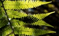 Background: Nature\'s art, backlit fern leaves overlapping and creating new and unique leaf patterns where they intersect