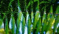 Background: Nature\'s art, backlit fern leaves overlapping and creating new and unique leaf patterns where they intersect