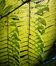 Background: Nature\'s art, backlit fern leaves overlapping and creating new and unique leaf patterns where they intersect Royalty Free Stock Photo