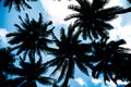 Background, nature, tree, silhouette coconut tree texture for ba