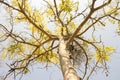 Background nature yellow mellow flowers at tree