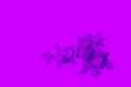 Background with neon colors. Ultraviolet light. Royalty Free Stock Photo