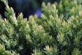 Background of new growth needles on a juniper shrub Royalty Free Stock Photo