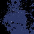 Background of night starry sky through silhouettes of plants Royalty Free Stock Photo