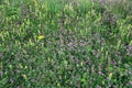 Background from non-fertilized meadow or low-nutrient grassland