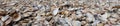 background with seashells of various sizes and types Royalty Free Stock Photo