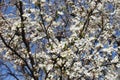 Background - numerous white flowers of blossoming plum against blue sky in March Royalty Free Stock Photo