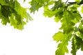 Background of oak leaves on white isolated background