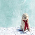 Background ofWinter Scene Dog sitting in snow Royalty Free Stock Photo