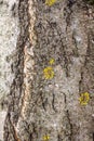 Background of old bark