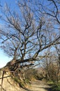 Background of the old bold tree at spring against blue sky. Natural and season backgrounds