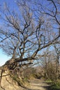 Background of the old bold tree at spring against blue sky. Natural and season backgrounds