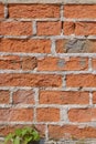 Background of old brickwork with a sprouting tree sprout