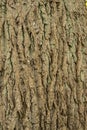 Background of old cracked bark of a perennial tree