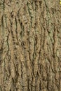 Background of old cracked bark of a perennial tree Royalty Free Stock Photo