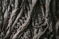 Background of old cracked bark of a perennial tree