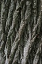 Background of old cracked bark of a perennial tree Royalty Free Stock Photo
