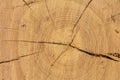 Background from an old felled tree, rotten cracked stump, textured wooden surface. Close-up horizontal shot Royalty Free Stock Photo