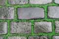 Background of old grey cobblestone pavement wet after the rain with bright green grass in the seams. Royalty Free Stock Photo