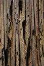 The background of the old jute stick wall destroyed by the Termites