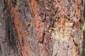 Background of old pine trunk with cracked bark and resin